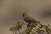 Crested lark