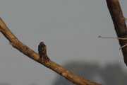 Eurasian sparrowhawk