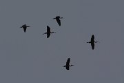 Glossy ibis