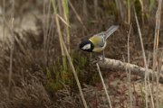 Great tit
