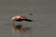 Greater flamingo