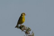 Greenfinch