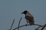 Hooded crow