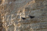 Jackdaw
