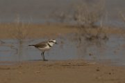 Kentish plover