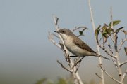 Lesser whitethroat