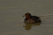 Little grebe