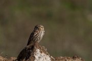 Little owl