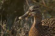 Mallard