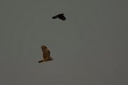 Marsh harrier