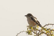 Masked shrike