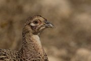 Pheasant