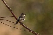 Pied flycatcher