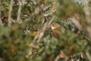 Reed warbler