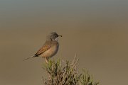 Spectacled warbler