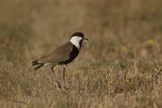 Spur-winged plover
