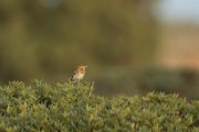 Tree pipit