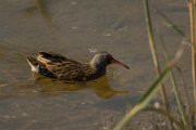 Water rail