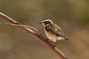 Whinchat