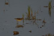 Wood sandpiper