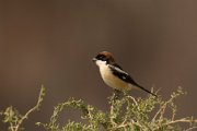 Woodchat shrike