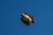 Woodlark