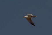 Yellow-legged gull