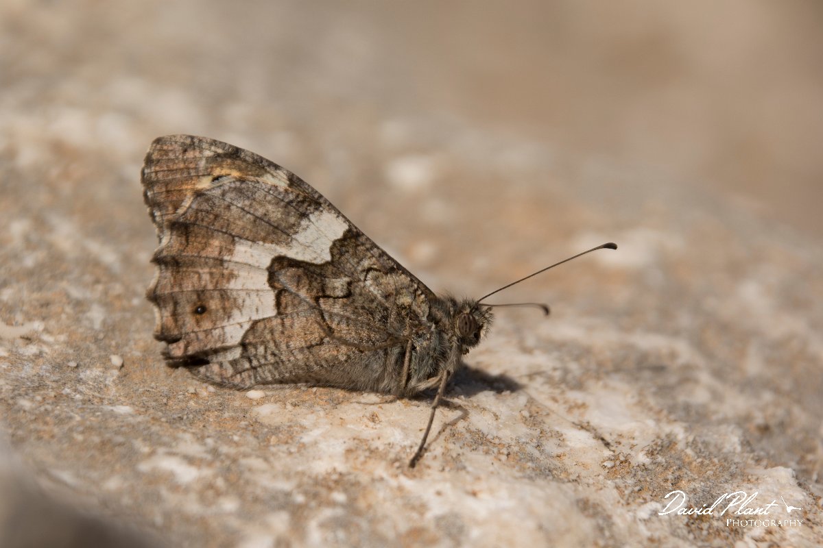DPPhotography - Cyprus - Cyprus Grayling, Hipparchia cypriensis - A.jpg - Cyprus Grayling, Hipparchia cypriensis - Agia Napa Sewage works