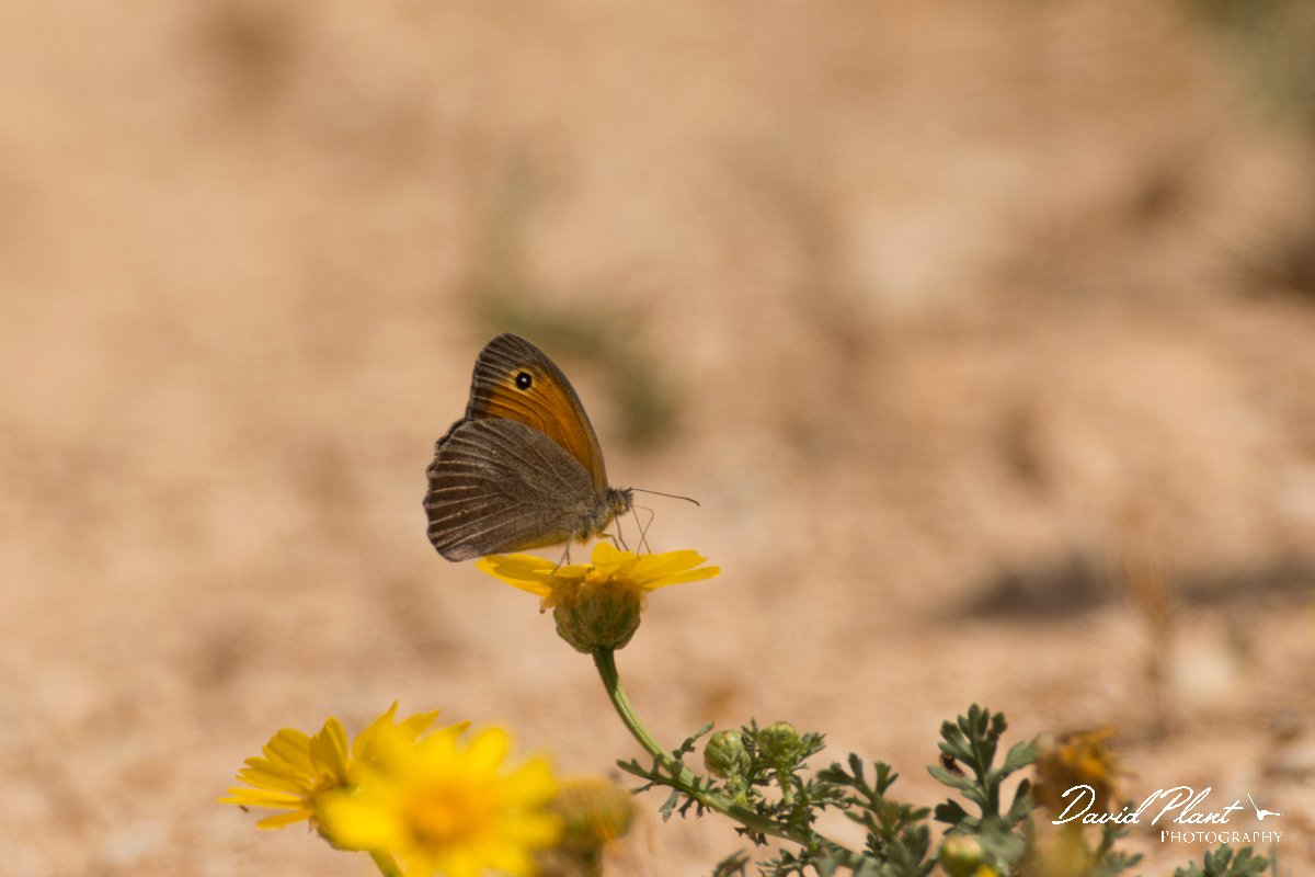 DPPhotography - Cyprus - Cyprus Meadow Brown, Maniola cypricola - A.jpg - Cyprus Meadow Brown, Maniola cypricola - Agia Napa Sewage Works