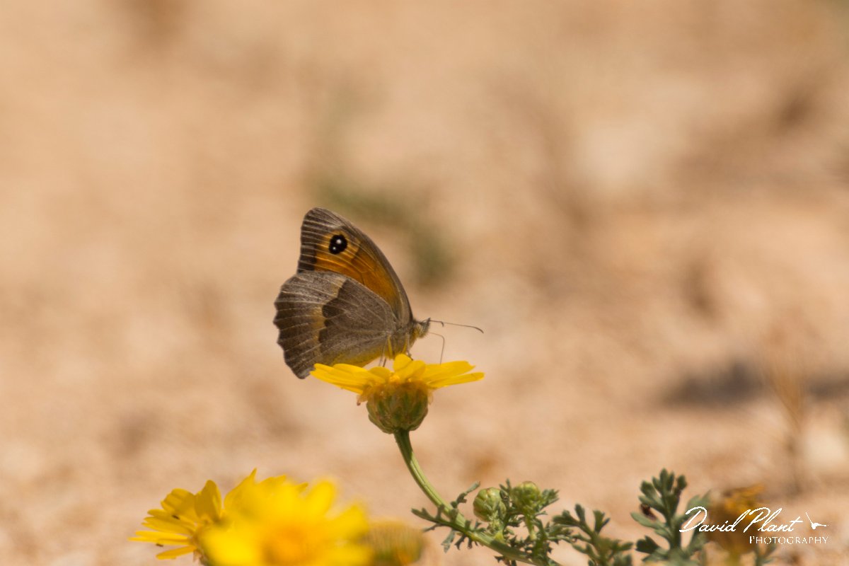 DPPhotography - Cyprus - Cyprus Meadow Brown, Maniola cypricola - B.jpg - Cyprus Meadow Brown, Maniola cypricola - Agia Napa Sewage Works