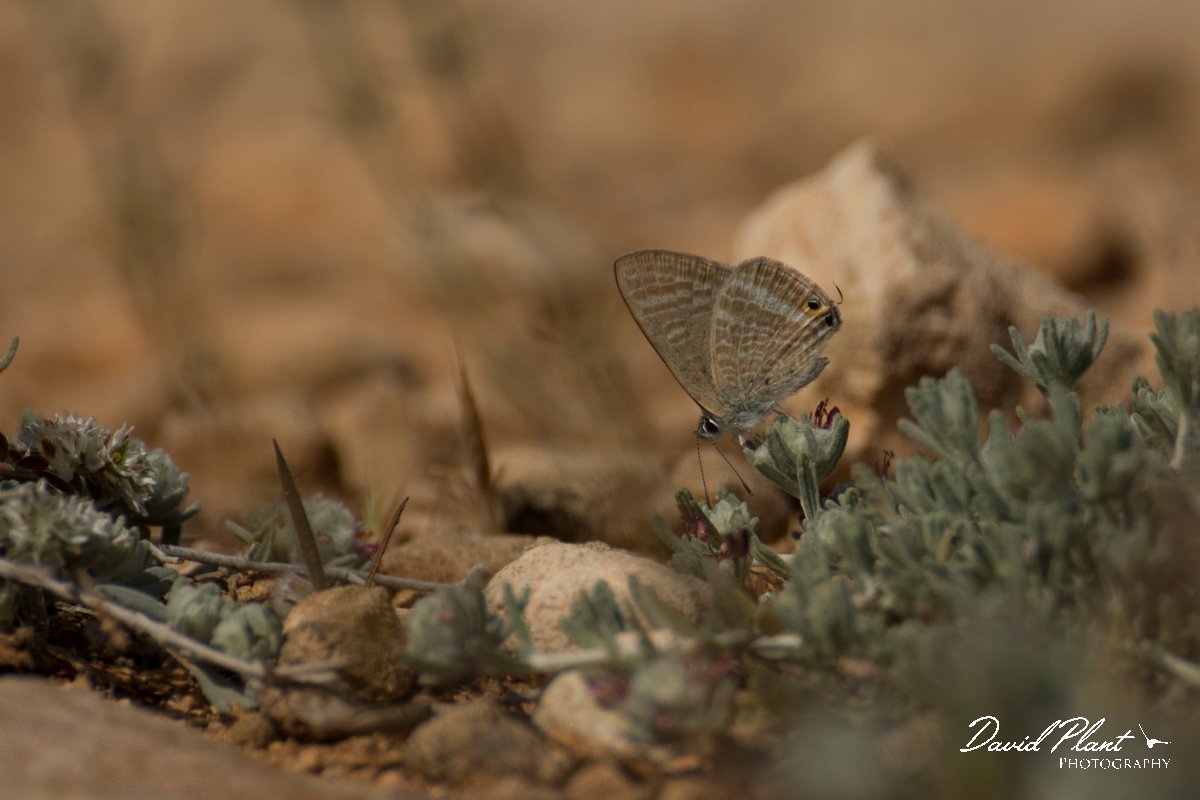 DPPhotography - Cyprus - Long-tailed Blue, Lampides boeticus - A.jpg - Long-tailed Blue, Lampides boeticus - Cape Greco
