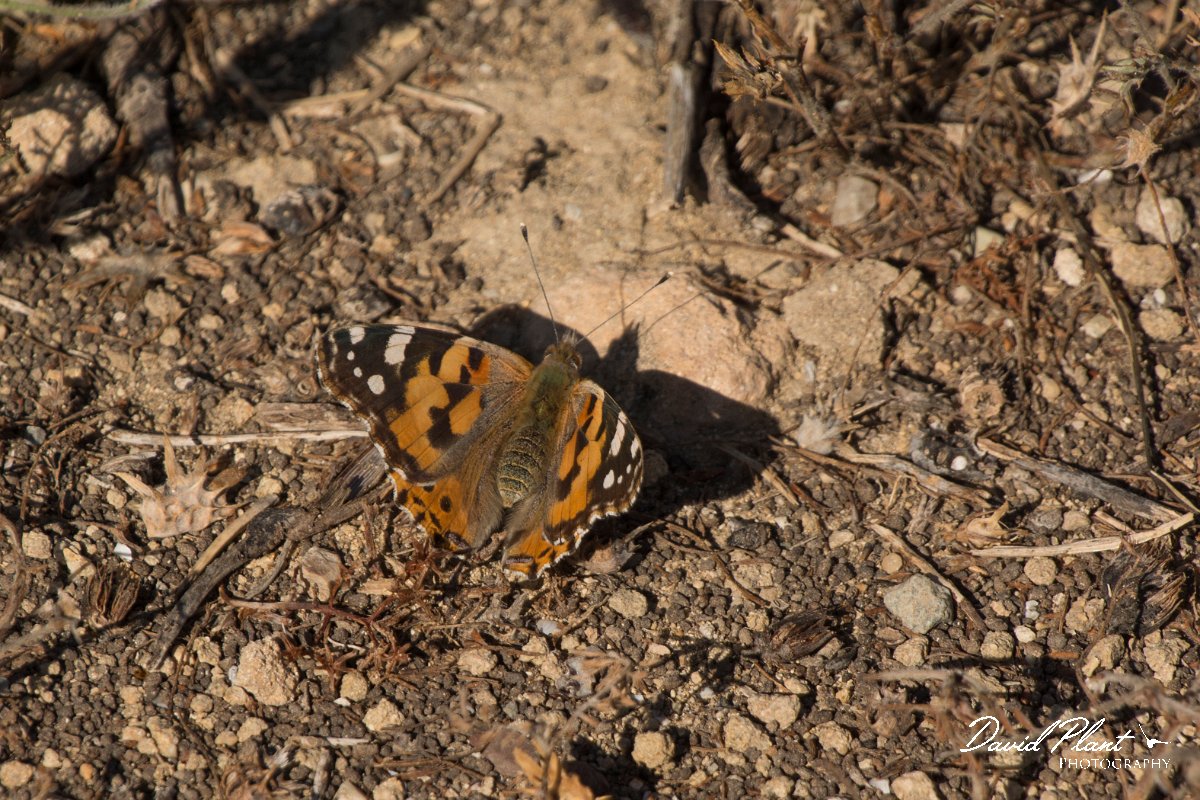 DPPhotography - Cyprus - Painted lady, Vanessa cardui - B.jpg - Painted lady, Vanessa cardui - Paphos Head