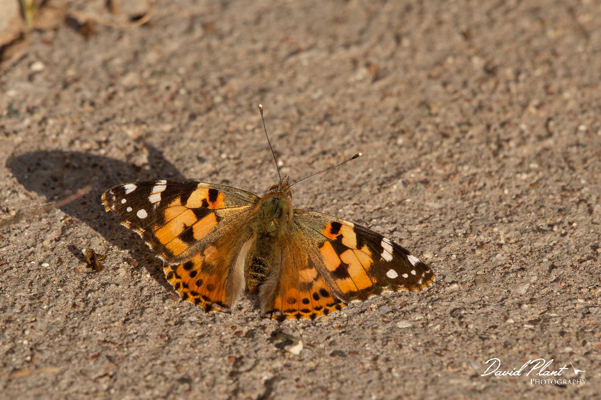 DPPhotography - Cyprus 2 - Painted lady - A.jpg - Painted lady - Aspro pools area, Cyprus