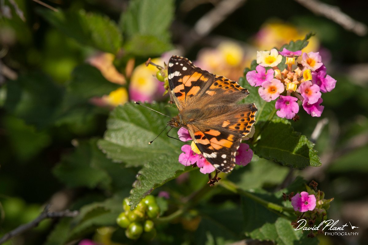 DPPhotography - Cyprus 2 - Painted lady - B.jpg - Painted lady - Avagas Gorge, Cyprus