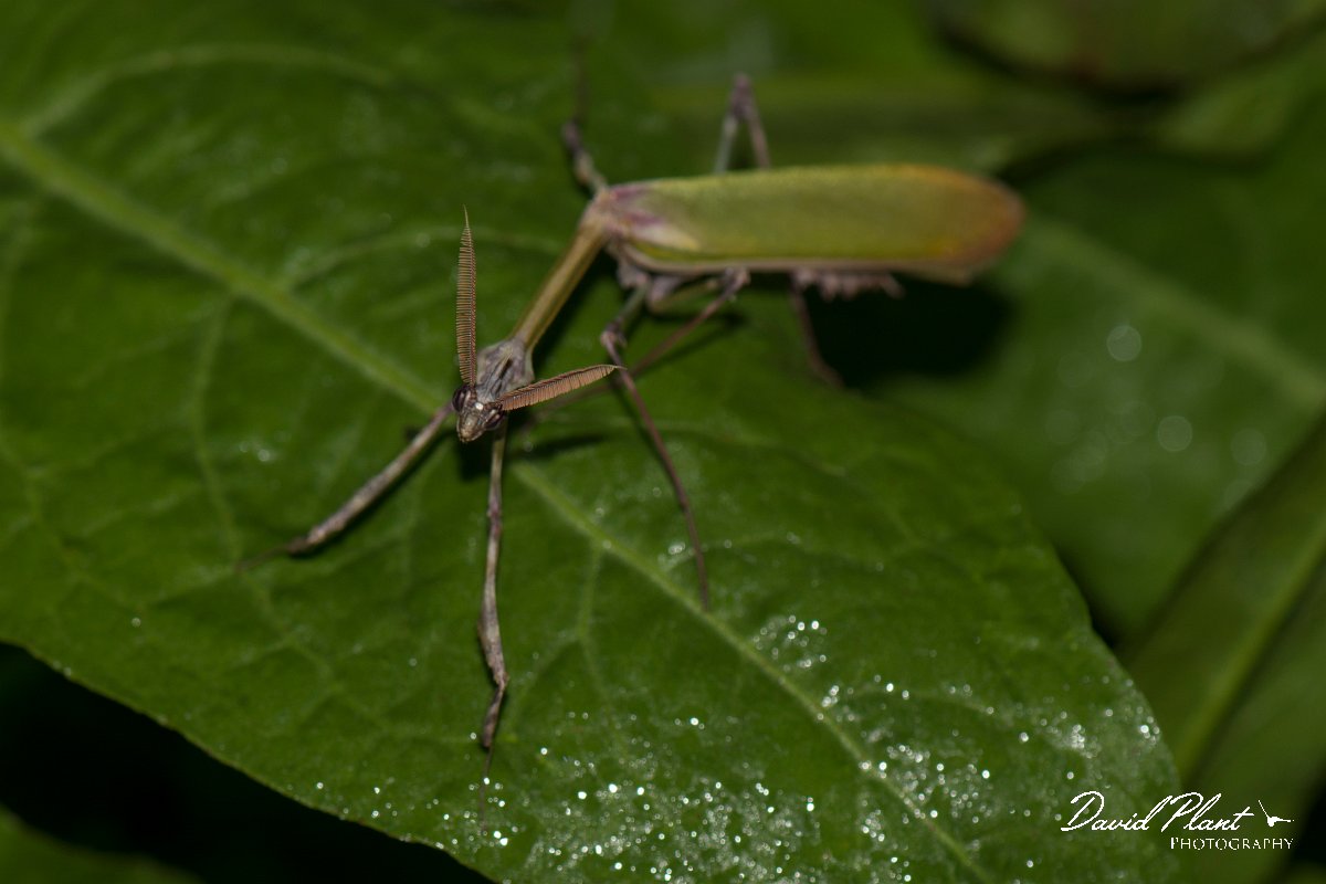 DPPhotography - Cyprus - Empusa fasciata - A.jpg - Empusa fasciata - Dipotamos Reservoir
