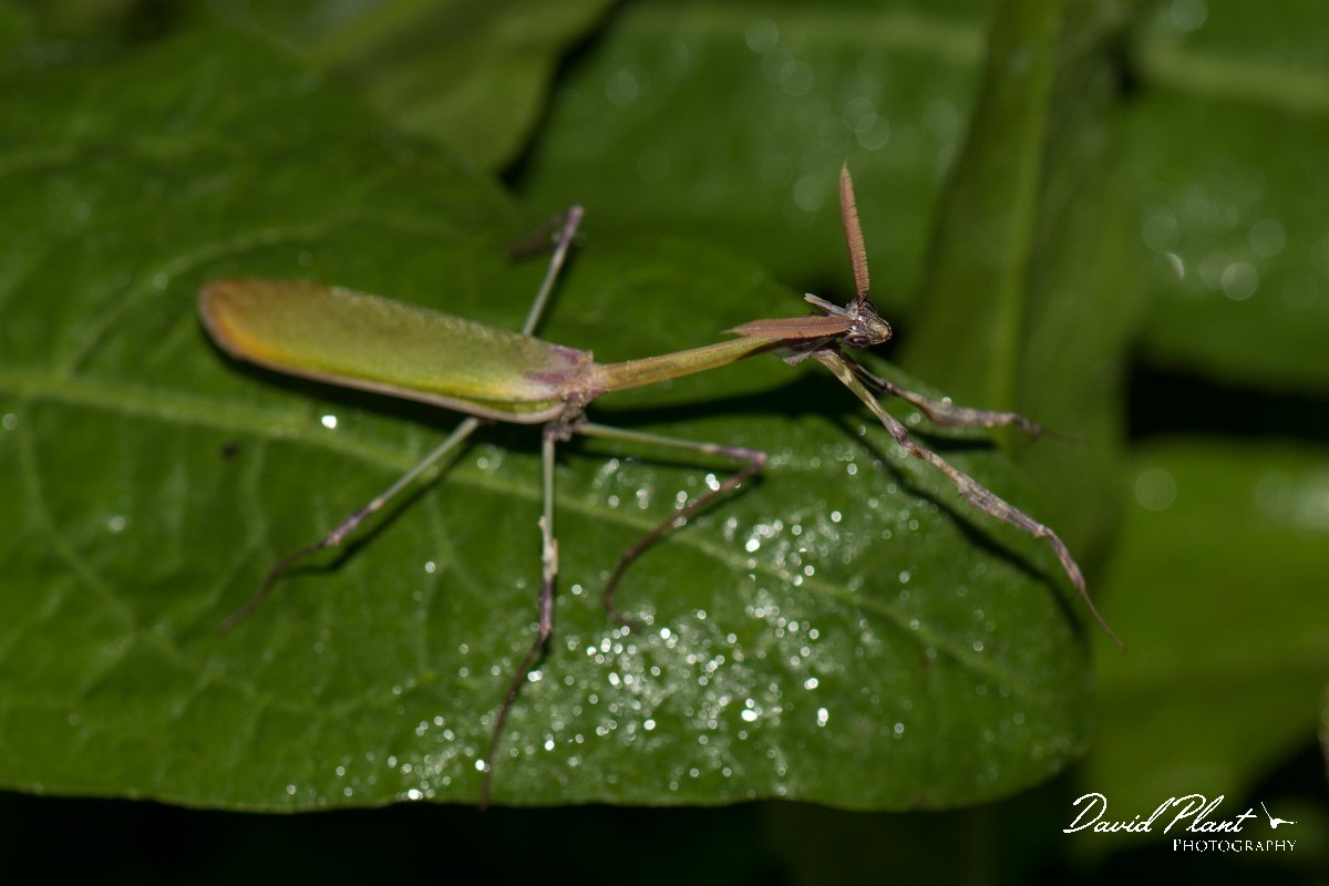 DPPhotography - Cyprus - Empusa fasciata - B.jpg - Empusa fasciata - Dipotamos Reservoir