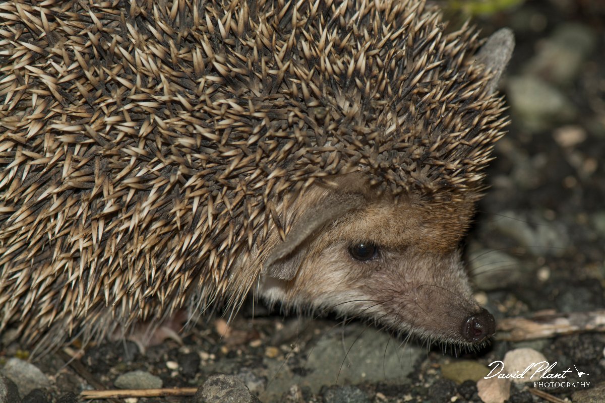 DPPhotography - Cyprus - Long-eared hedgehog, Hemiechinus auritus - B.jpg - Long-eared hedgehog, Hemiechinus auritus - Limassol