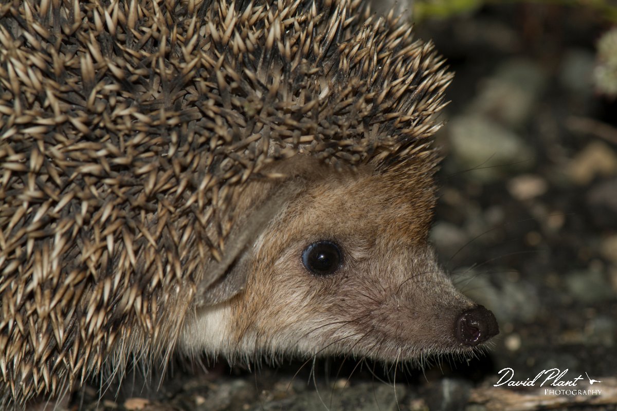 DPPhotography - Cyprus - Long-eared hedgehog, Hemiechinus auritus - C.jpg - Long-eared hedgehog, Hemiechinus auritus - Limassol
