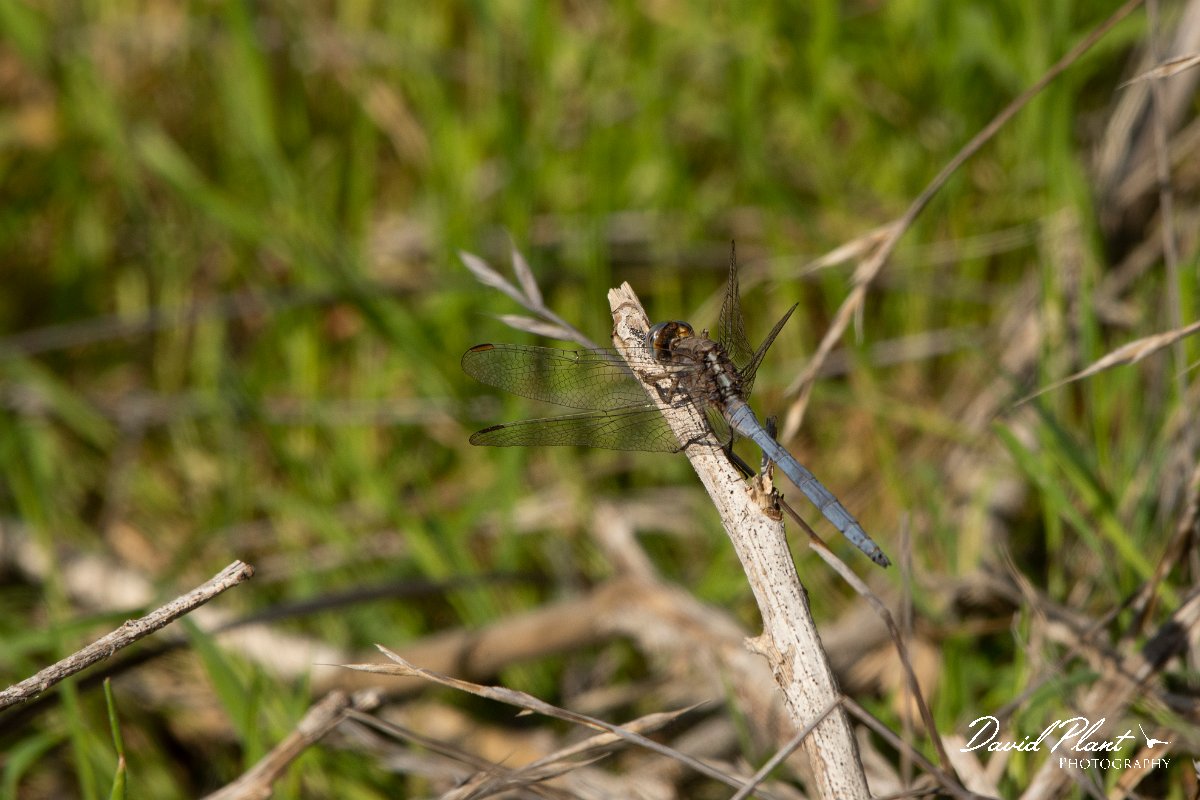 DPPhotography - Cyprus 2 - Epaulet skimmer - B.jpg - Epaulet skimmer - Avagas Gorge, Cyprus