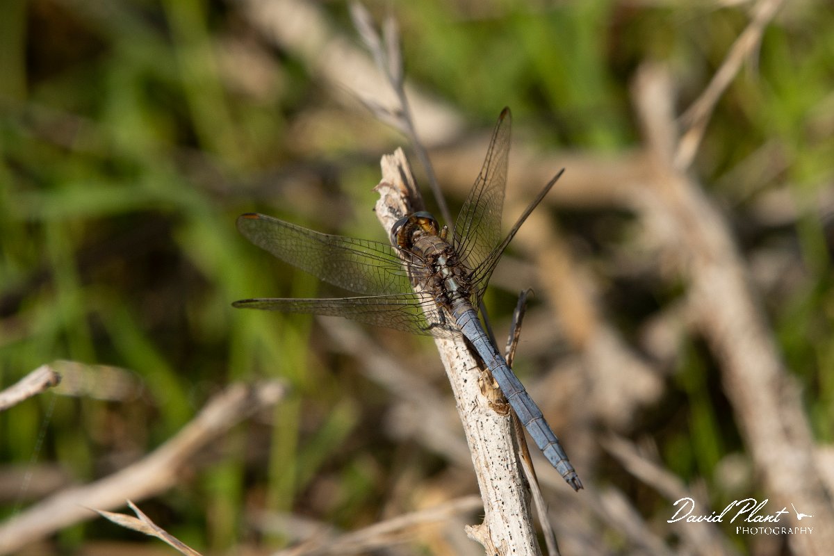 DPPhotography - Cyprus 2 - Epaulet skimmer - C.jpg - Epaulet skimmer - Avagas Gorge, Cyprus