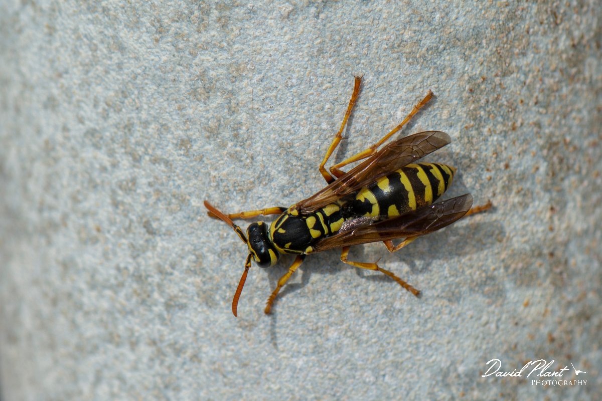 DPPhotography - Cyprus 2 - European paper wasp, Polistes dominula - A.jpg - European paper wasp, Polistes dominula - Paphos Head, Cyprus