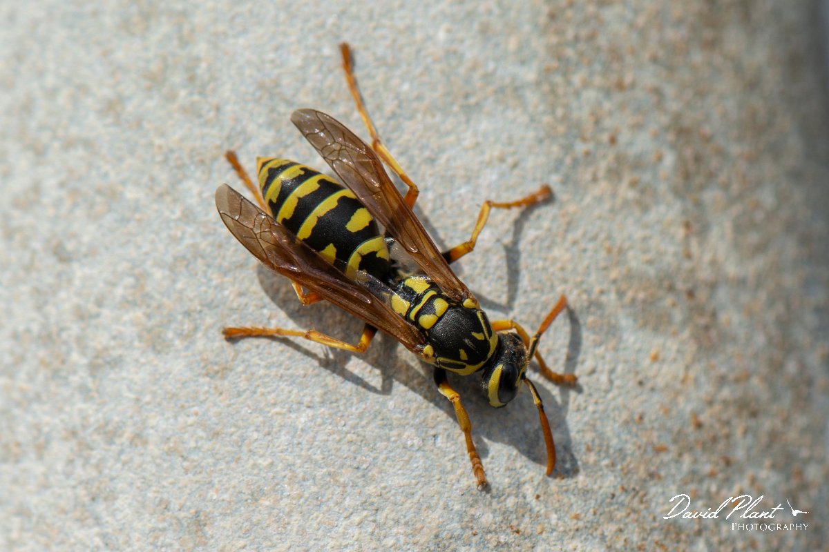 DPPhotography - Cyprus 2 - European paper wasp, Polistes dominula - B.jpg - European paper wasp, Polistes dominula - Paphos Head, Cyprus