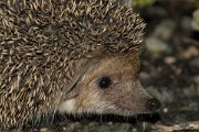 DPPhotography - Cyprus - Long-eared hedgehog, Hemiechinus auritus - C