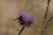 DPPhotography - Cyprus - Mammoth wasp, Megascolia maculata - A