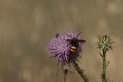 DPPhotography - Cyprus - Mammoth wasp, Megascolia maculata - B