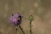 DPPhotography - Cyprus - Mammoth wasp, Megascolia maculata - C