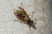DPPhotography - Cyprus 2 - European paper wasp, Polistes dominula - B