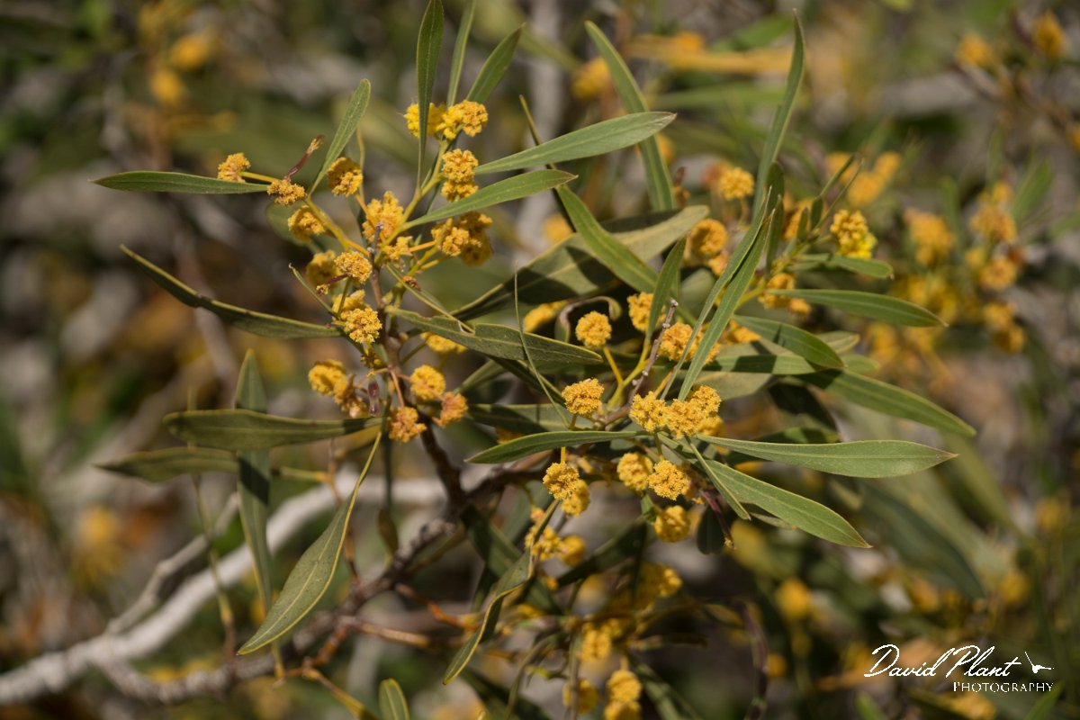 DPPhotography - Cyprus - Acacia saligna - A.jpg - Acacia saligna - Agia Napa Sewage works