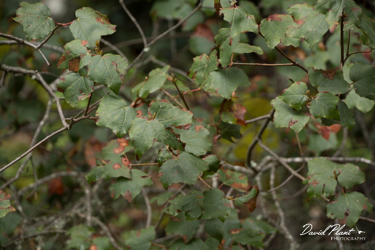 DPPhotography - Cyprus - Acer obtusifolium - B.jpg - Acer obtusifolium - Troodos Mountains