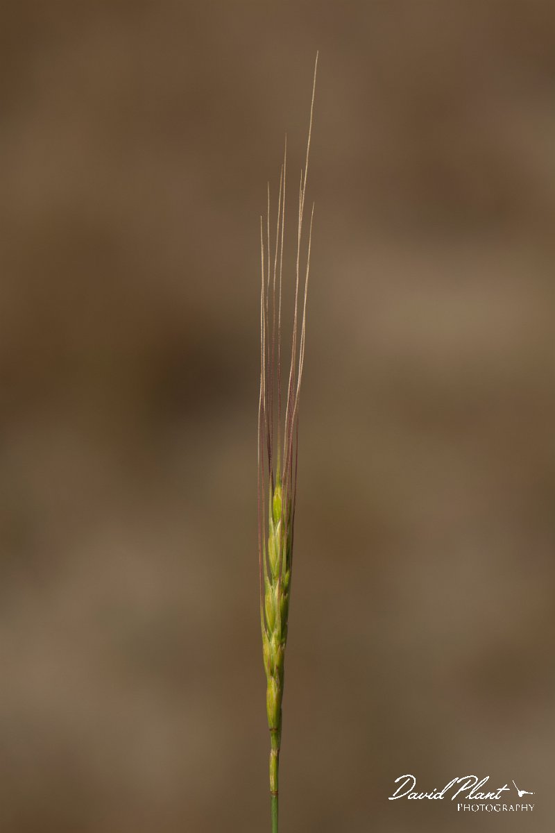 DPPhotography - Cyprus - Aegilops bicornis - A.jpg